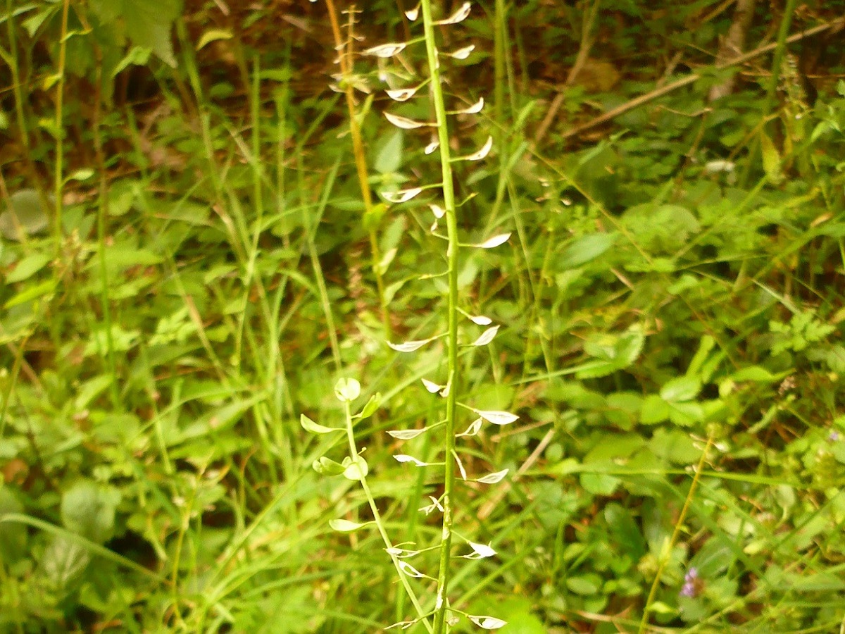 Noccaea brachypetala (Brassicaceae)